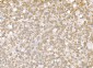 Anti-SND1 Antibody Picoband™ (monoclonal, 6G3B4)